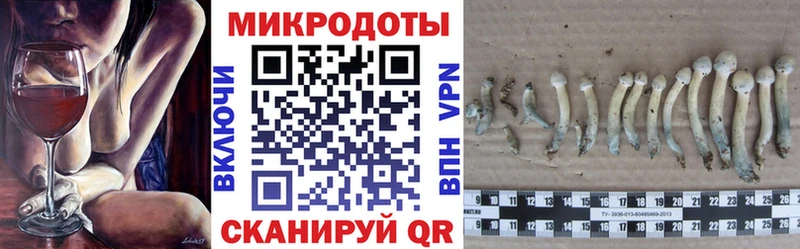 Купить закладки  Чекалин  Псилоцибиновые грибы GOLDEN TEACHER 